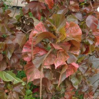 Acalypha wilkesiana Müll.Arg.